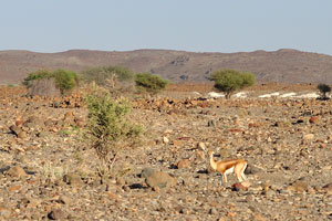 Dorcas gazelles are highly adapted to the desert, they can go their entire lives without drinking