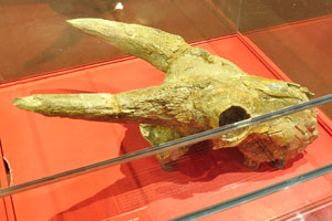 Skull of a buffalo ancestor