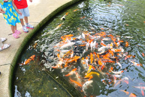 Kids like to feed the fish