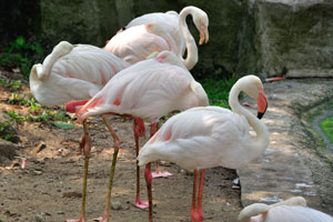 One of the special features of flamingos is their ability to stand on one leg
