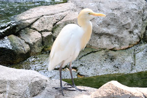 Cattle egret “Bubulcus ibis”