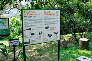 Information board about the peafowls, pheasants and small waterbirds