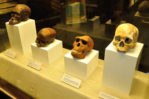 Homo sapiens skulls, Homo erectus skull and Homo sapiens skull (modern humans)
