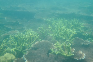 Elkhorn corals and staghorn corals grow together