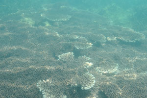 Colony of Acropora sea corals