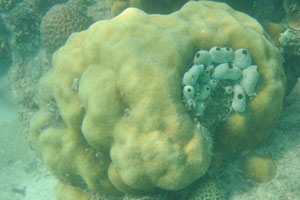 Round coral has the strange structure on the body which looks like a small colony