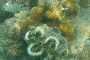 Giant clam “Tridacna gigas” is a clam that is the largest living bivalve mollusk