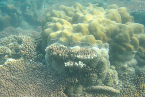 Coral reefs are essential spawning, breeding, and feeding grounds for numerous organisms