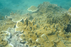 Sea urchin hides under the faded sea corals
