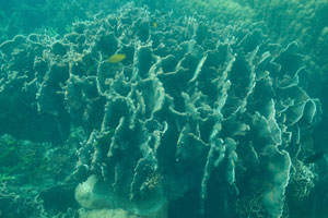 Перхентианские острова (три тропы на остр. Бесар) и подводная съёмка во время сноркелинга