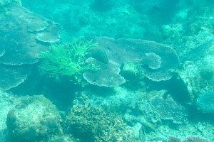 Solid table coral “Acropora hyacinthus” on the Rawa island