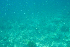 Waters around the Rawa island are teeming with juvenile fish