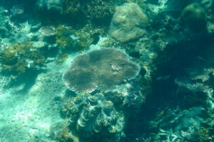 Giant clam “Tridacna gigas” surrounded by the corals