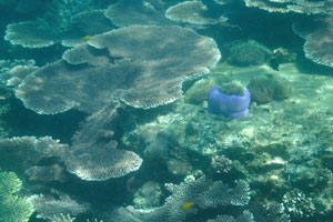 Magnificent sea anemones “Heteractis magnifica” live between the table corals