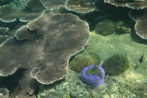 Ritteri anemone “Heteractis magnifica” on the Serengeh island