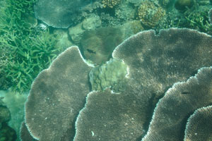 There are table corals, giant clams and magnificent sea anemones on the Serengeh island