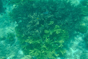 Elkhorn coral “Acropora palmata” could be light green or dark green