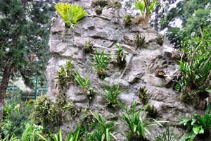 This wall has been created for the orchids