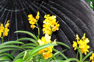 Yellow orchids inside the black pot