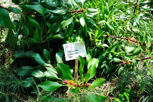 Protea cynaroides “King Sugar Bush”