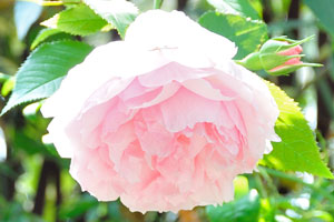 Tea-rose has very tender pale pink color