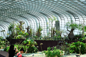 In the beginning you'll see a large quantity of the succulent plants