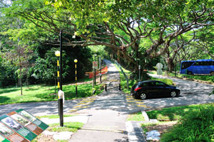 There are many different routes in Telok Blangah Hill Park, yet we are going in the direction of Henderson Waves