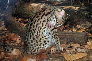 Leopard cat “Prionailurus bengalensis”