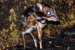 Unique photograph of the newborn mouse-deer