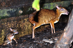 Lesser mouse-deer “Tragulus kanchil”