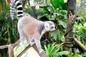 We had an opportunity to be very close to lemurs