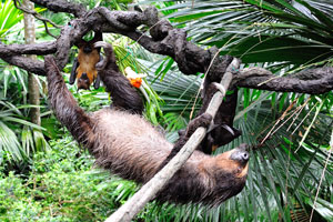 Two-toed sloth spends much of its life upside down, whether it's eating, sleeping or even giving birth