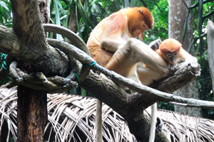The Singapore Zoo has one of the largest collections of proboscis monkeys among the zoos in the world