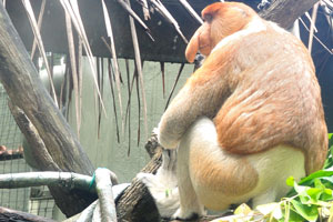 Proboscis monkey likes to lounge on a tree branch