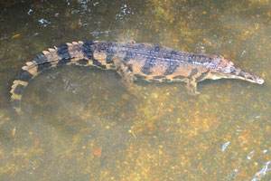 False gharial “Tomistoma schlegelii”