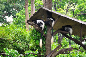 Black and White Colobus monkeys