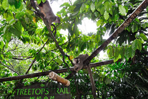 Lemurs in the Treetops Trail zone