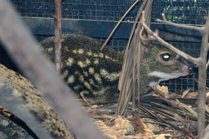 The spotted mouse-deer is a solitary and very shy animal