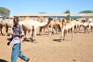 Dromedaries on the livestock market