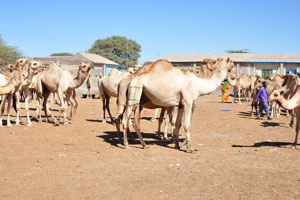 You have an opportunity to buy a camel on the livestock market