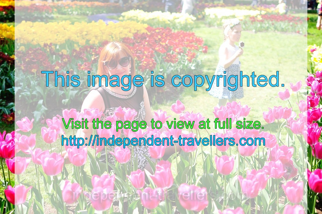 A good-looking belarusian woman is in the midst of magenta tulips