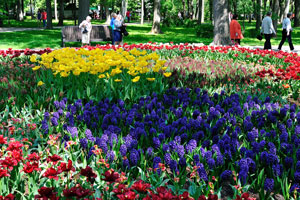 Hyacinths and tulips are in the park
