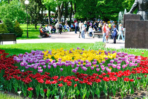 A luxurious variety of tulips is in the park of “Gomel Palace & Park Ensemble”