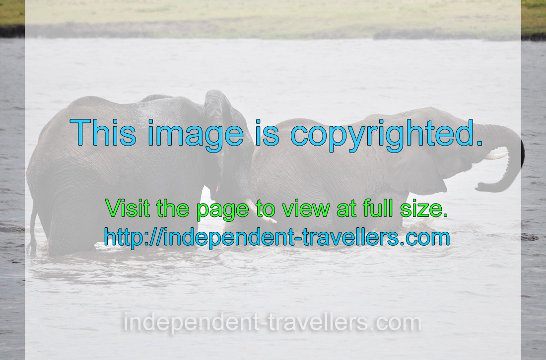 Two African elephants are bathing in the Chobe river