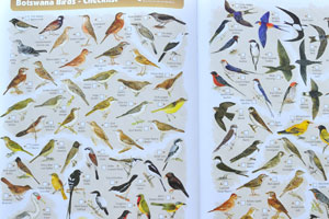 The tourist map: “Botswana Birds” (pages 35-36)