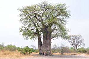 Baobab Picnic Spot rest stop