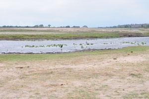 Big birds are on the Chobe river