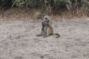 A baboon is sitting on the ground