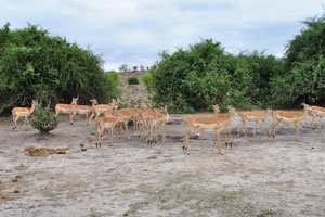 A herd of impalas