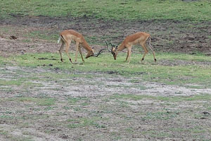 Two male impalas